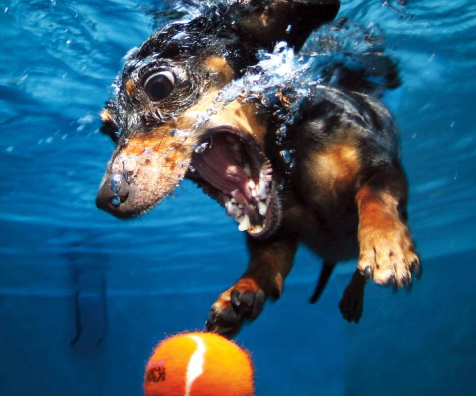 Underwater Puppies Photography Book - coolthings.us