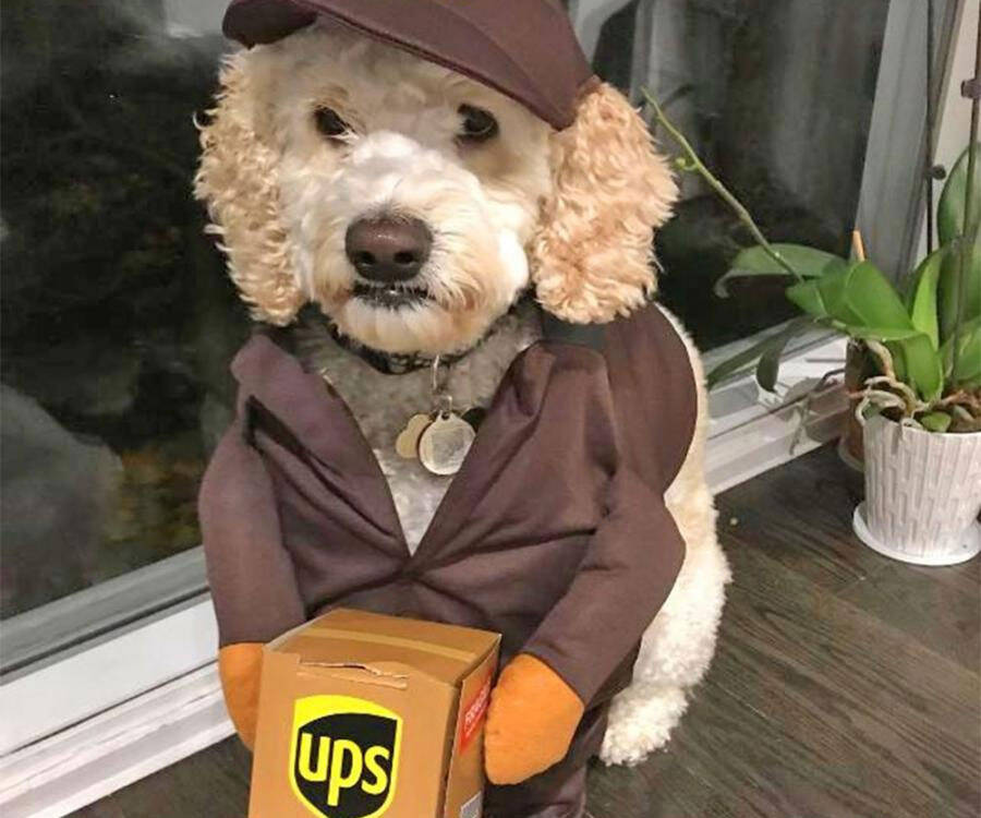 UPS Delivery Person Dog Costume - //coolthings.us