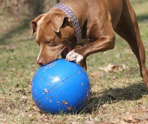 Virtually Indestructible Pet Ball - //coolthings.us