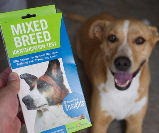 Dog Breed DNA Test - //coolthings.us