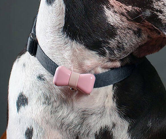 Dog Bowtie Activity Monitor