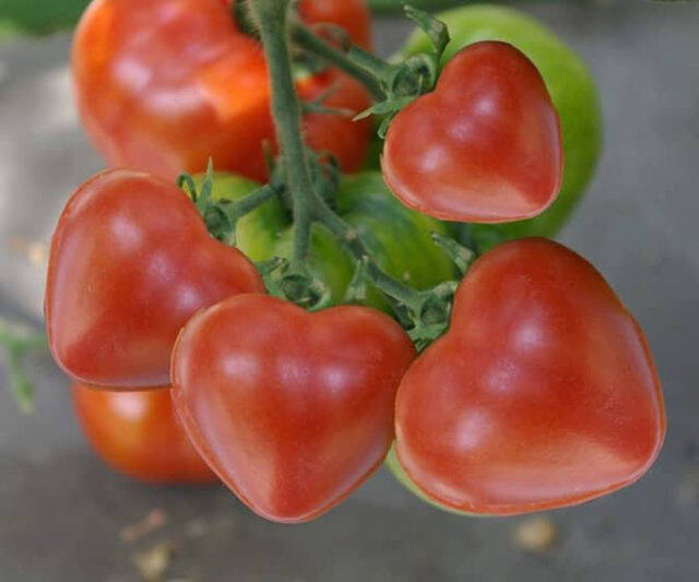 Cherry Tomato Heart Molds - //coolthings.us