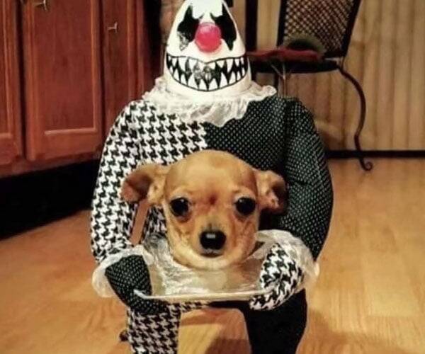 Head On A Platter Pet Costume - //coolthings.us