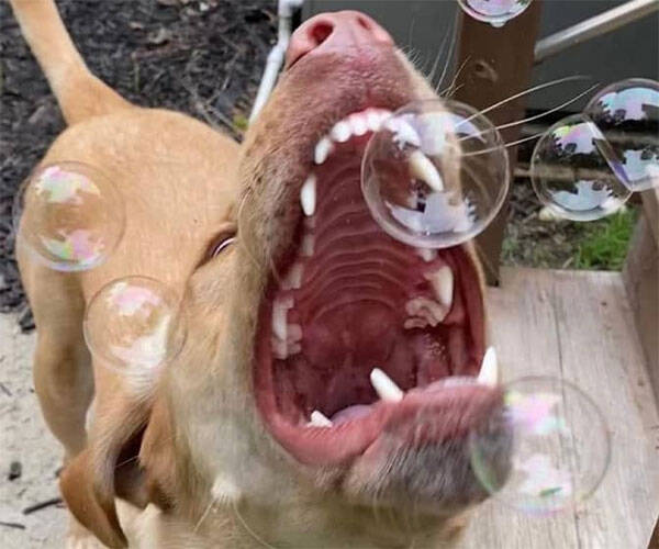 Maple Bacon Flavored Edible Bubbles