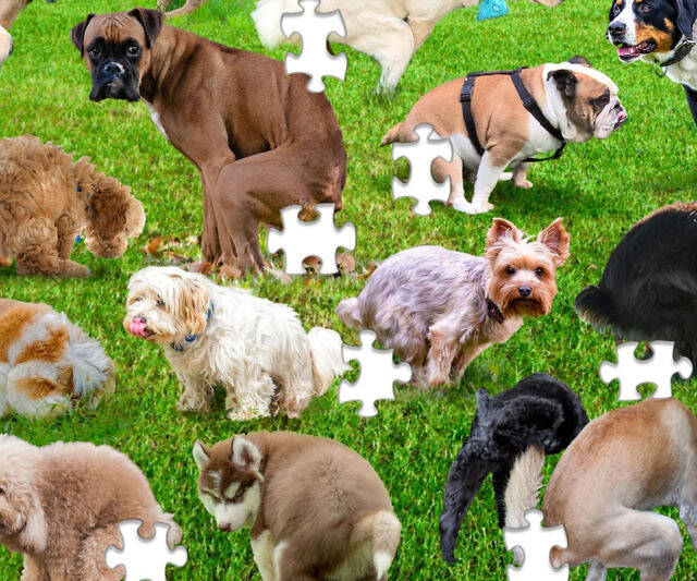 Pooping Puppies Puzzle - //coolthings.us