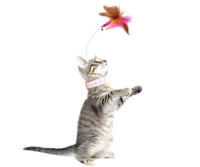Teasing Feather Collar Toy - //coolthings.us