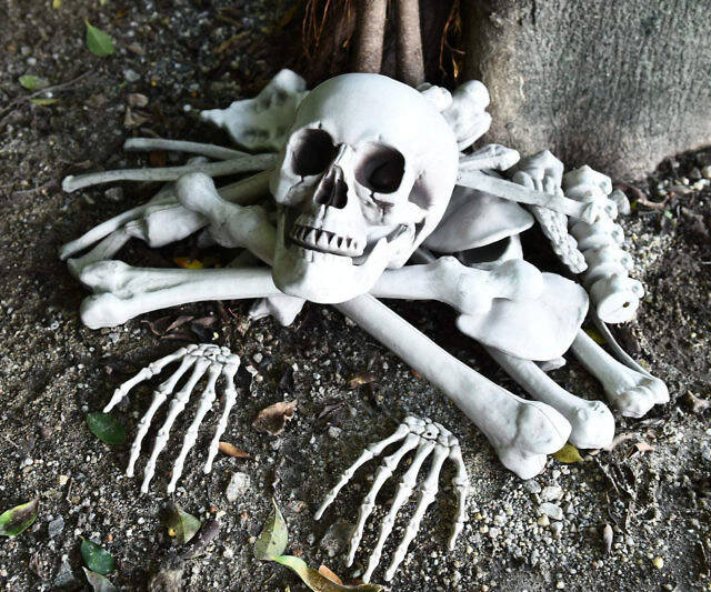 Bag Of Skeleton Bones And Skull