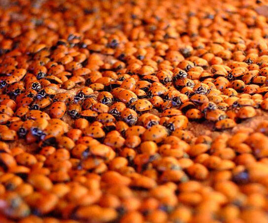 Big Box Of Ladybugs - //coolthings.us