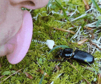 Bugkiss Little Lips For Kissing Bugs - //coolthings.us