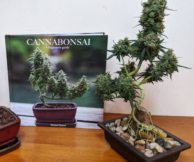 Cannabonsai: A Beginners Guide - //coolthings.us
