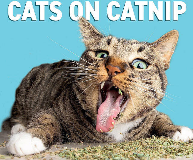 Cats High On Catnip Calendar - //coolthings.us