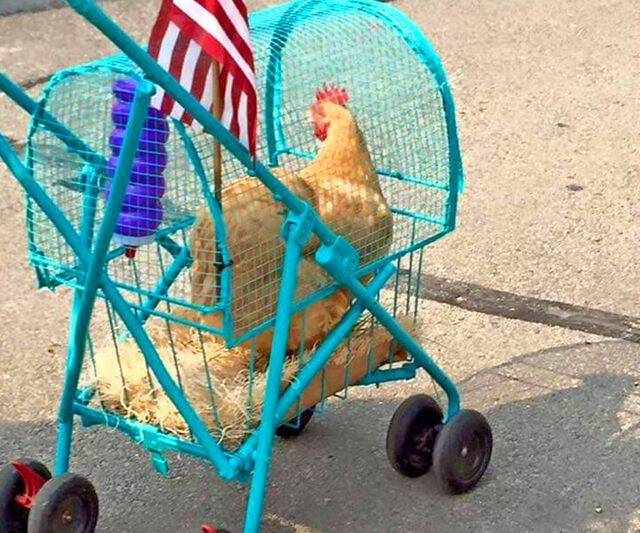 Chicken Stroller - //coolthings.us
