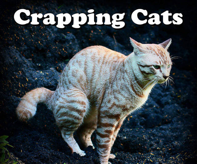 Crapping Cats Calendar - //coolthings.us