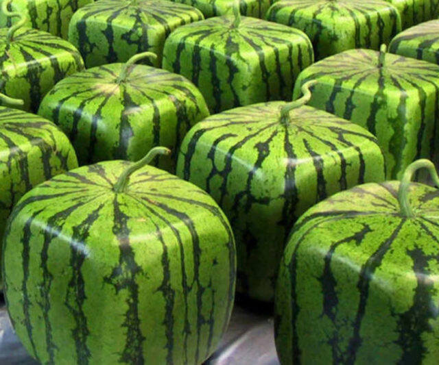 Cubed Watermelon Mold - //coolthings.us