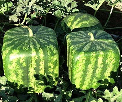 Cubed Watermelon Shaping Mold