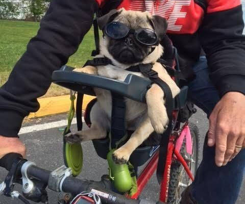 Buddyrider Dog Bicycle Seat - //coolthings.us