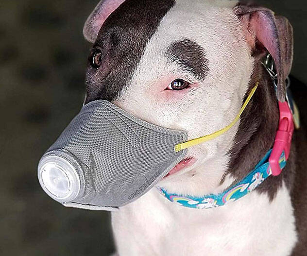 Face Masks For Dogs - //coolthings.us
