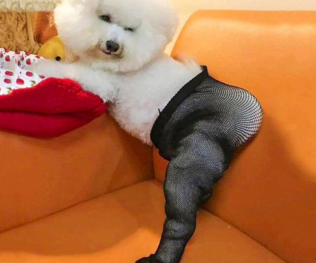 Fishnet Stalkings For Pets