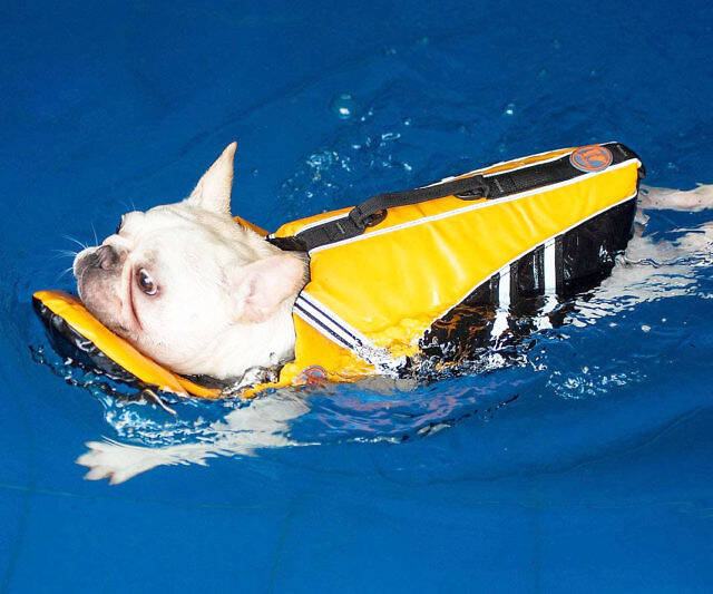 French Bulldog Life Jacket - //coolthings.us