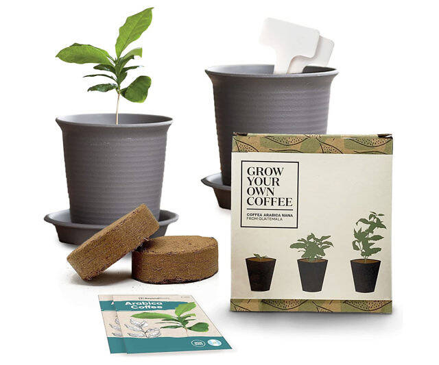 Grow Your Own Arabica Coffee Plant Kit