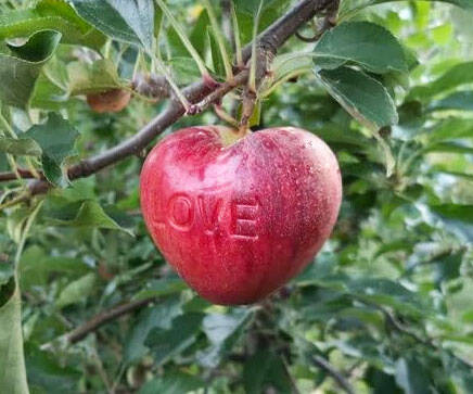 Heart Shaped Apple Mold