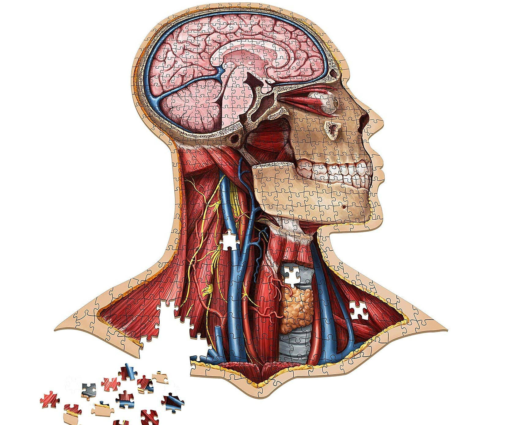 Human Anatomy Jigsaw Puzzle - //coolthings.us