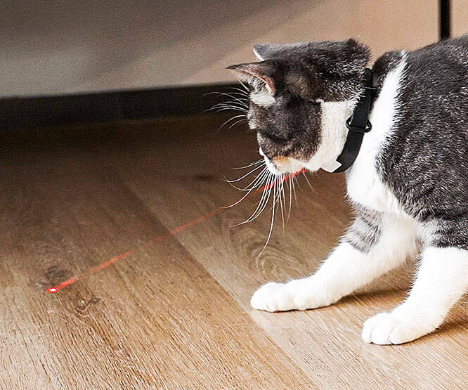 Laser Pointer Cat Collar - coolthings.us