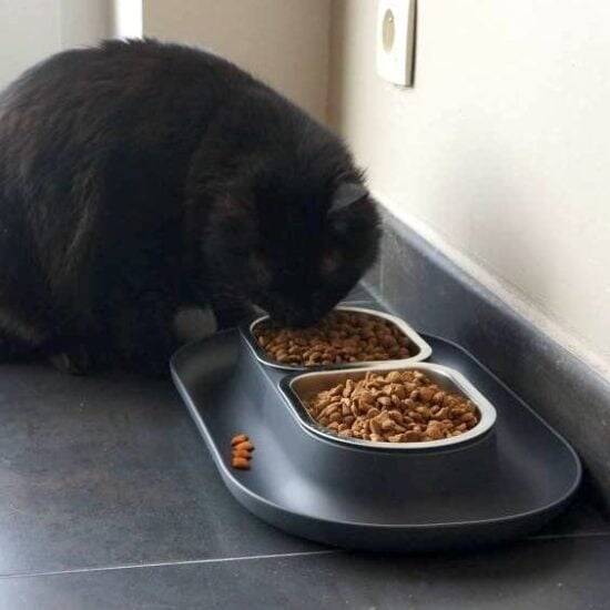 Mess-Proof Cat Food Bowls