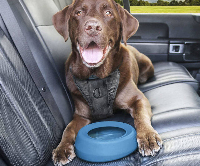 No Spill Dog Travel Bowl - //coolthings.us