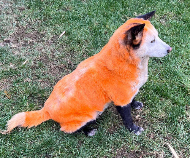 Pet Hair Dye - //coolthings.us