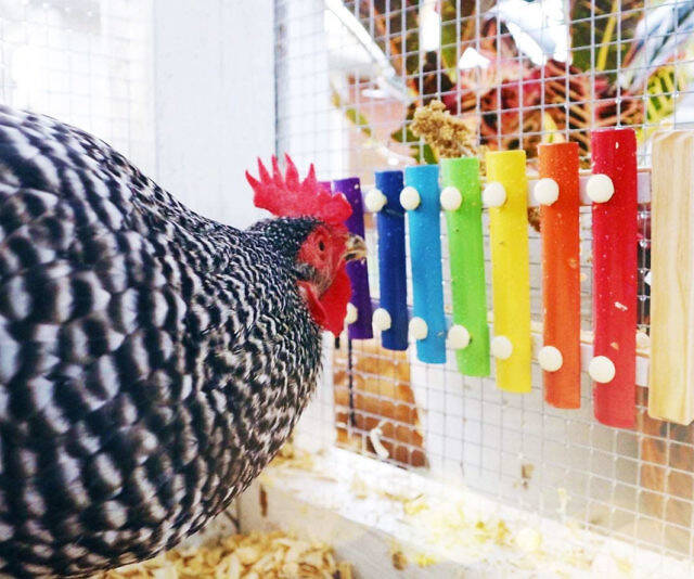 Playable Chicken Xylophone - //coolthings.us