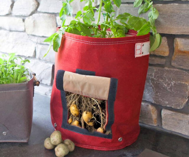 Potato Planter With Picking Flap
