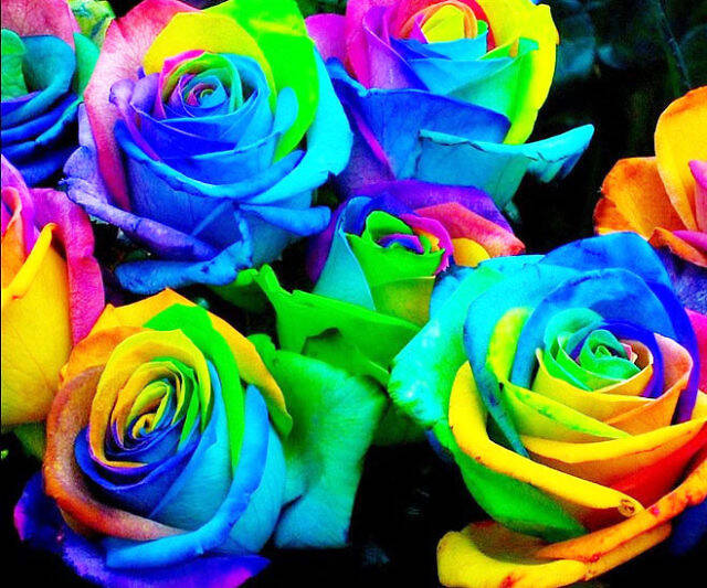 Rainbow Rose Seeds - //coolthings.us