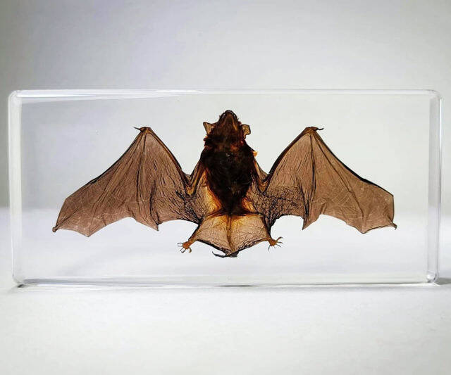 Real Bat Taxidermy - //coolthings.us
