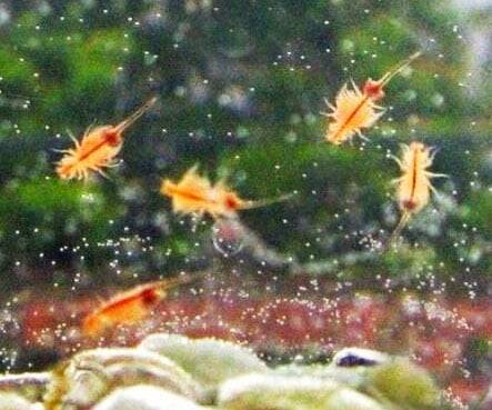 Sea Monkeys Starter Kit - //coolthings.us