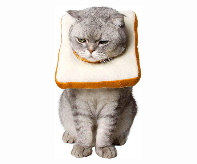 Slice Of Bread Cat Cone - //coolthings.us