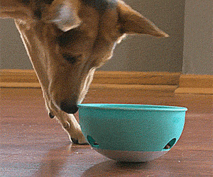 Slow Feeder Dog Bowl