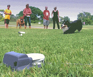 Capture The Flag For Dogs - //coolthings.us